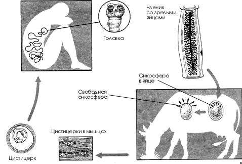 Цикл развития бычьего цепня.